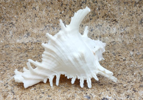 white seashell