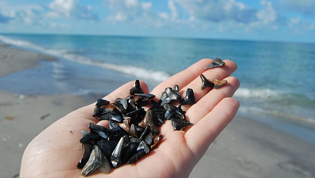 Shark Tooth Hunting Adventures: A Guide to Coastal Finds